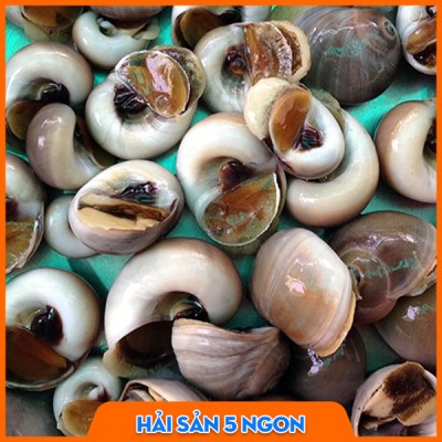 Ốc mỡ sống