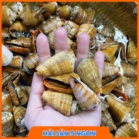 Ốc nhảy đỏ sống