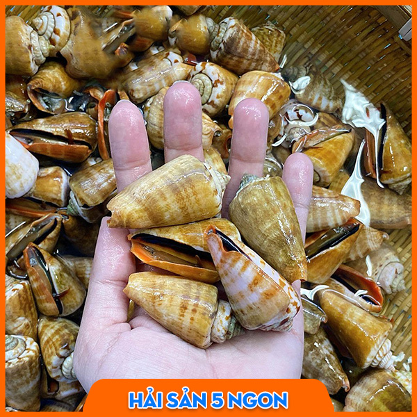 Ốc nhảy đỏ sống