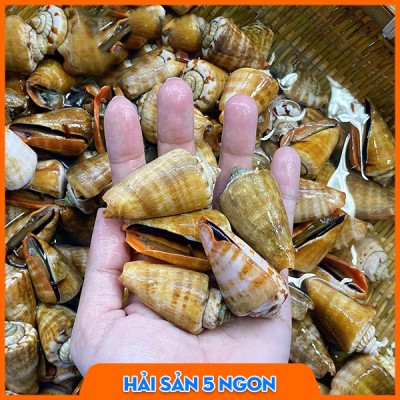 Ốc nhảy đỏ sống