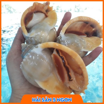 Ốc tỏi sống