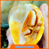 Ốc tỏi sống