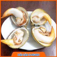 Sò dương