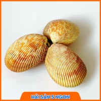 Sò dương