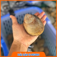 Sò dương