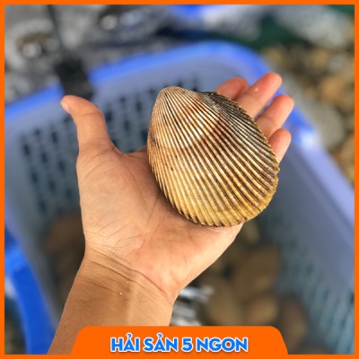 Sò dương