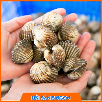 Sò huyết sống