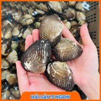 Sò lông sống