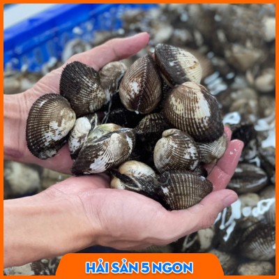Sò lông sống