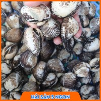 Sò lông sống