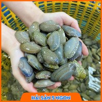 Sò lụa sống