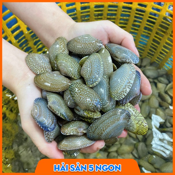 Sò lụa sống