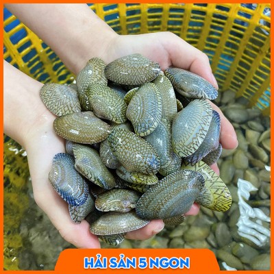 Sò lụa sống