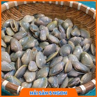 Sò lụa sống