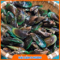 Vẹm xanh sống