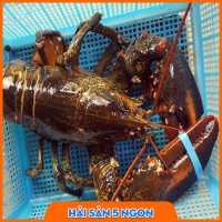Tôm Alaska sống