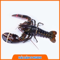 Tôm Alaska sống