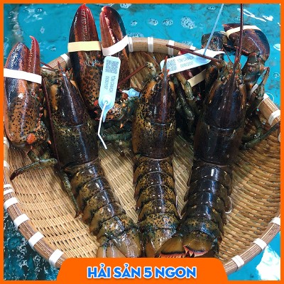 Tôm Alaska sống
