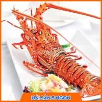 Tôm hùm bông sống