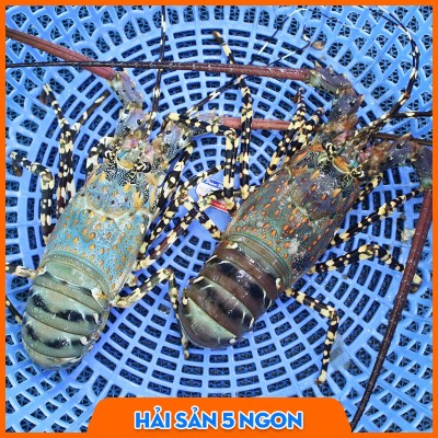 Tôm hùm bông sống