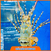 Tôm hùm bông sống