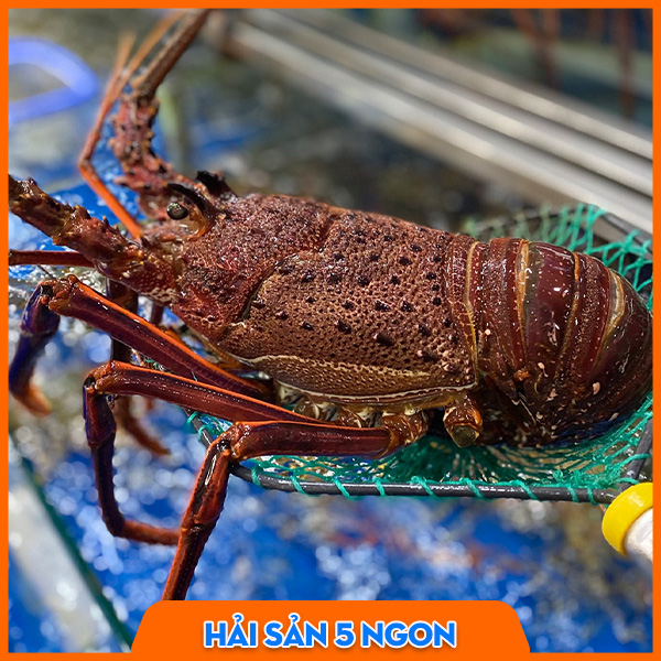 Tôm hùm đỏ sống