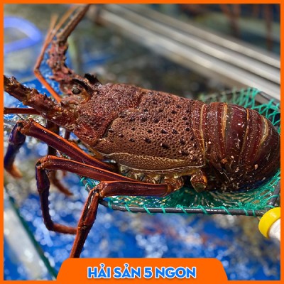 Tôm hùm đỏ sống