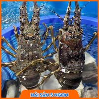 Tôm hùm xanh sống