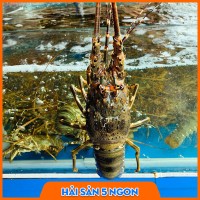 Tôm hùm xanh sống