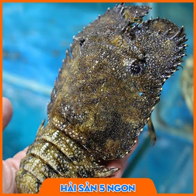 Tôm mũ ni đen sống