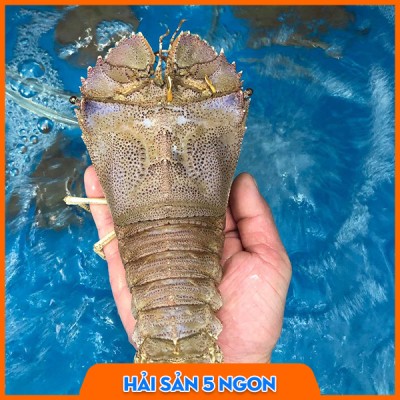 Tôm mũ ni trắng sống
