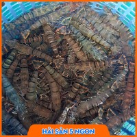 Tôm sú sống
