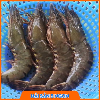 Tôm sú sống
