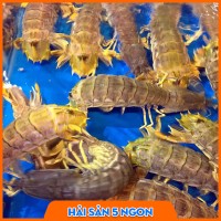 Tôm tít sống