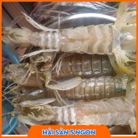 Tôm tít sống